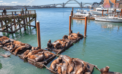 Explore The Dungeness Crab Capital of the World®